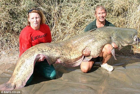 英国盲女钓到约200斤重世界最大鲶鱼