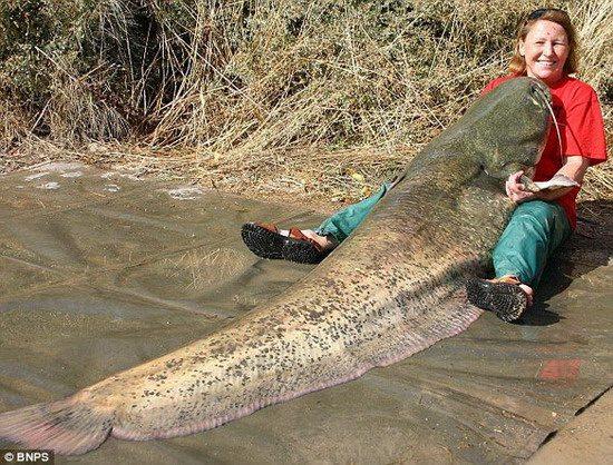 英国盲女钓到约200斤重世界最大鲶鱼