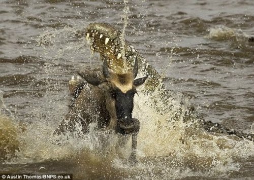 英国游客拍到角马水中逃脱鳄鱼捕杀瞬间