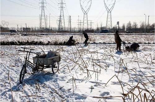 挖藕工人冰天雪地工作照震撼网友心灵