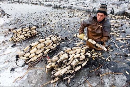 挖藕工人冰天雪地工作照震撼网友心灵