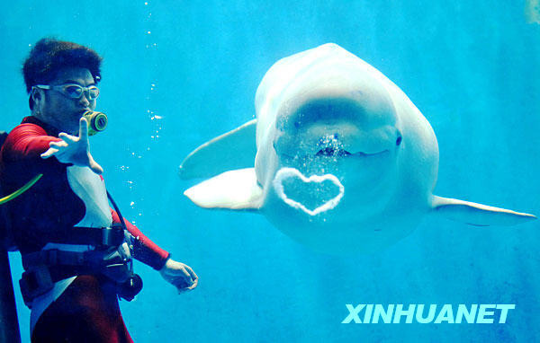哈尔滨白鲸表演“天使之吻”