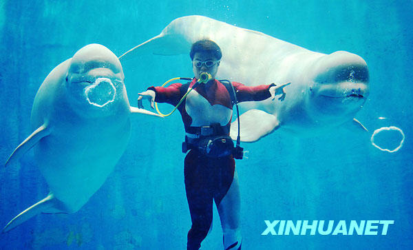 哈尔滨白鲸表演“天使之吻”