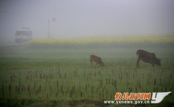 刘浴辉摄影：乡晨印象