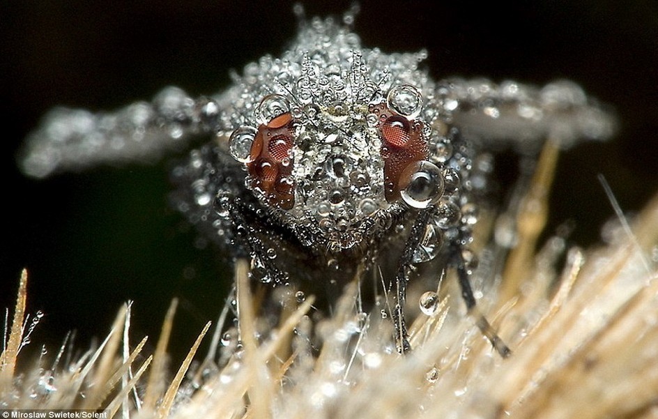波兰业余摄影师拍摄带露水的昆虫 