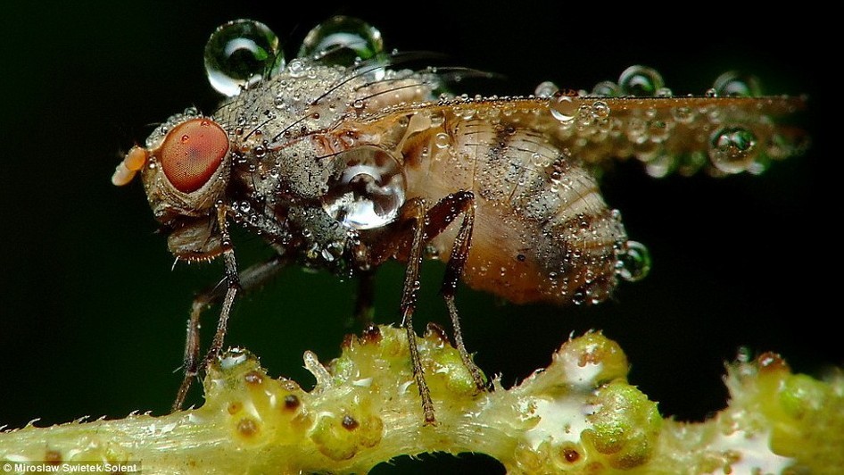 波兰业余摄影师拍摄带露水的昆虫 