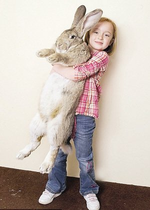 巨兔身长1.3米破世界纪录(图)