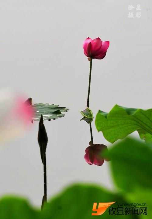 诗意荷花