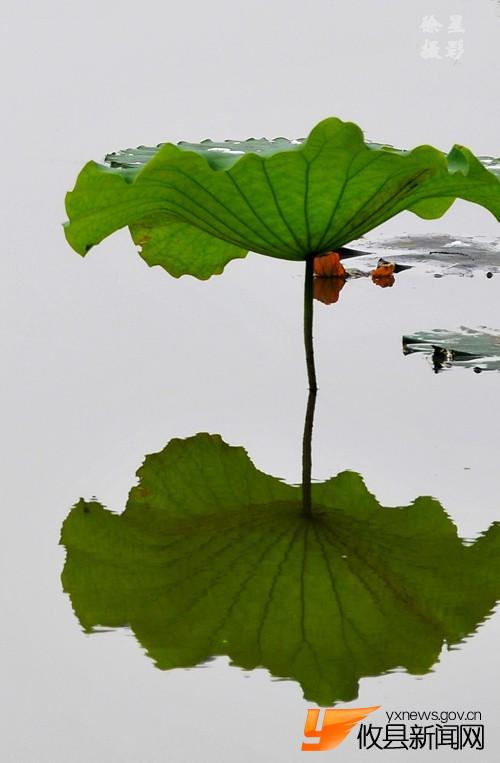 诗意荷花