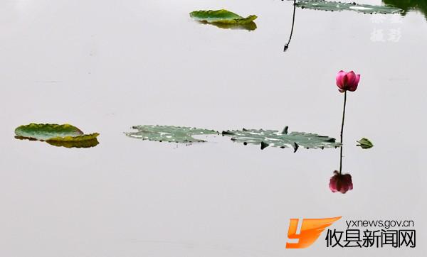 诗意荷花