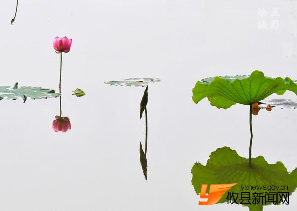 诗意荷花