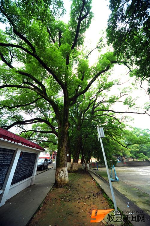 生态环境优美攸县二中