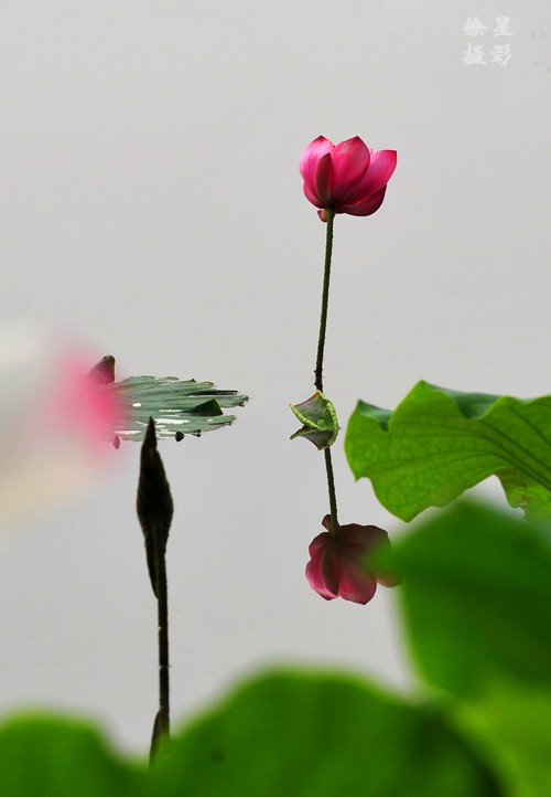 诗意荷花