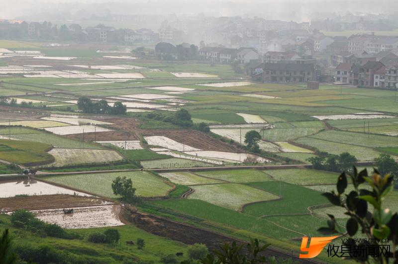 美丽沙陵陂