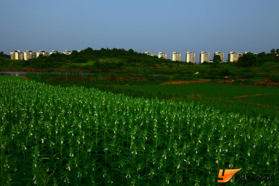 芝麻花开万古桥（组图）
