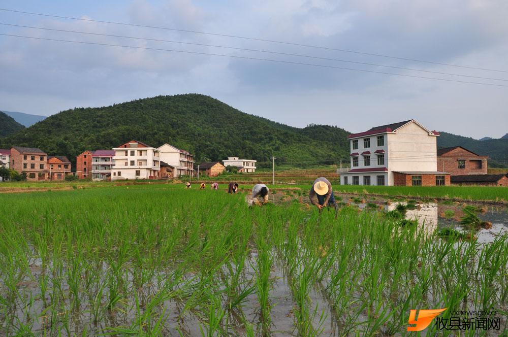 夏日炎炎插秧忙