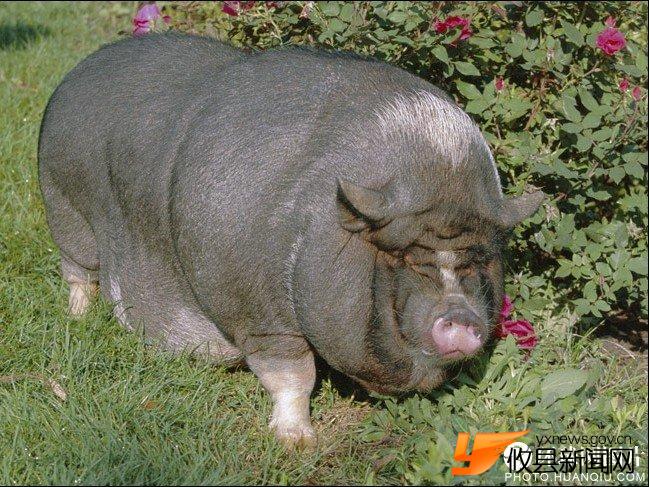 外媒评选世界十大最胖动物