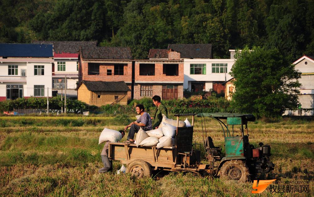 凉江乡村民收割单季稻