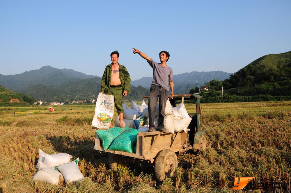 凉江乡村民收割单季稻