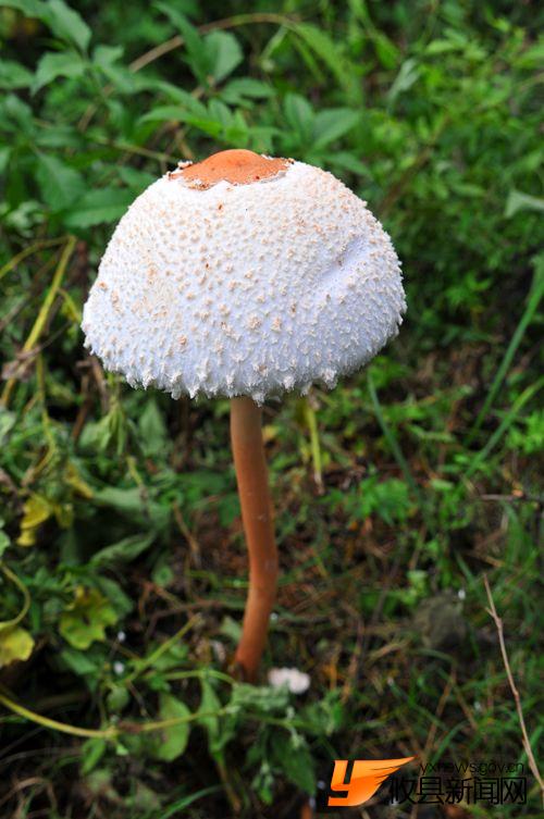 漂亮的毒蘑菇