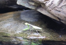 清泉石上流