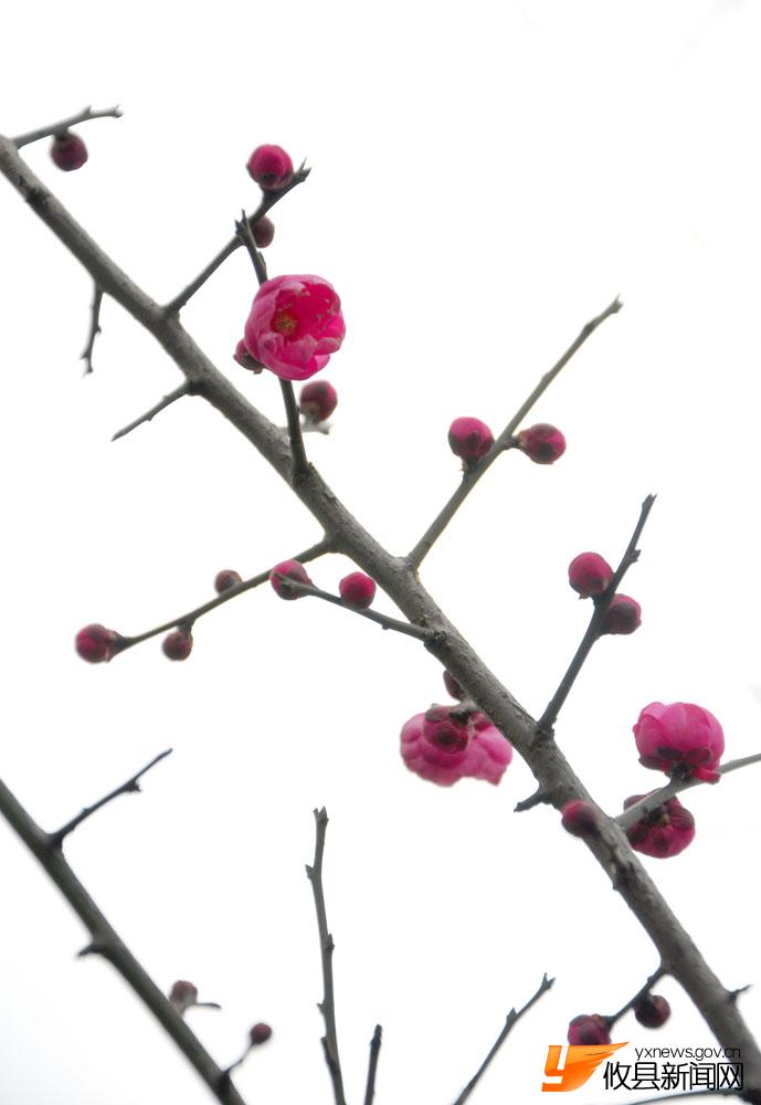 攸城腊梅“翘首”迎兔年