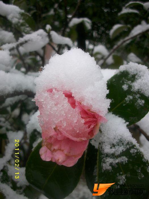 2011 雪中花