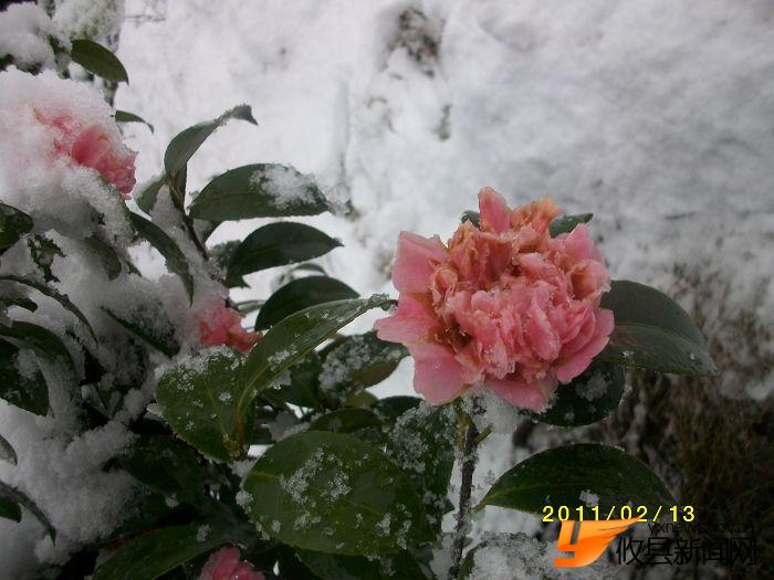 2011 雪中花