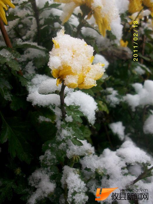 2011 雪中花