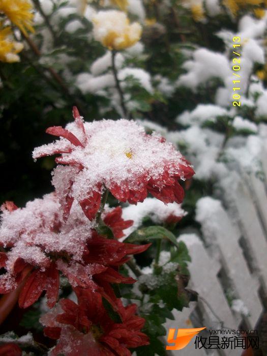 2011 雪中花