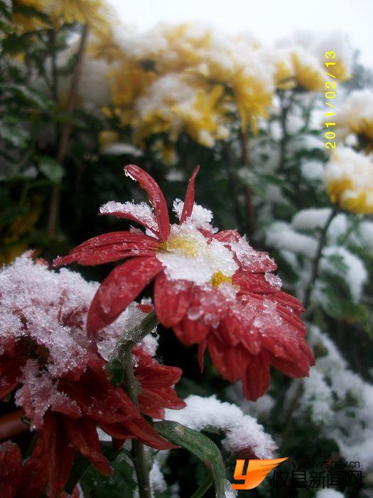 2011 雪中花