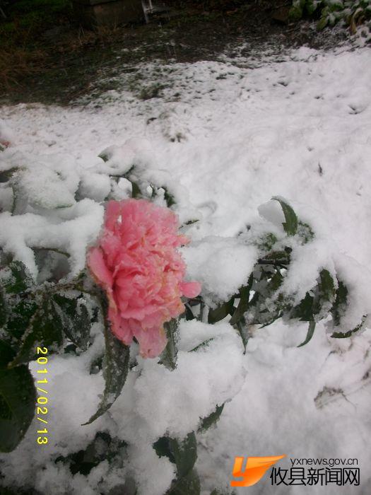 2011 雪中花
