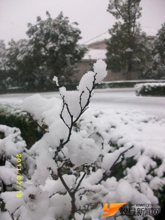 2011 雪中花