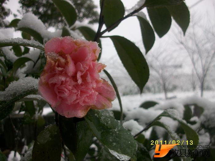 2011 雪中花