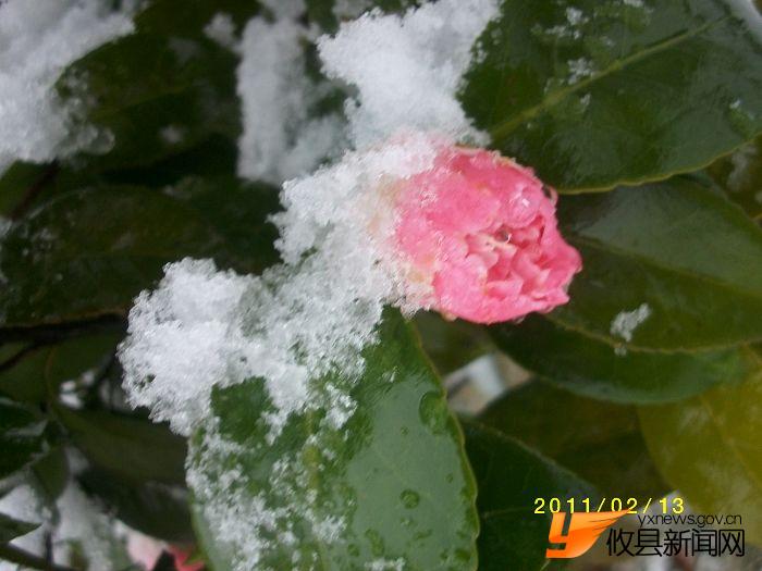 2011 雪中花