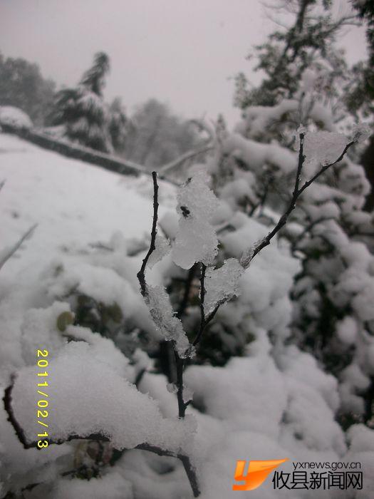 2011 雪中花