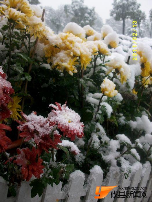 2011 雪中花