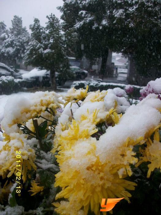 2011 雪中花