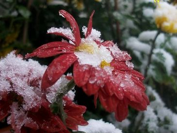 2011 雪中花