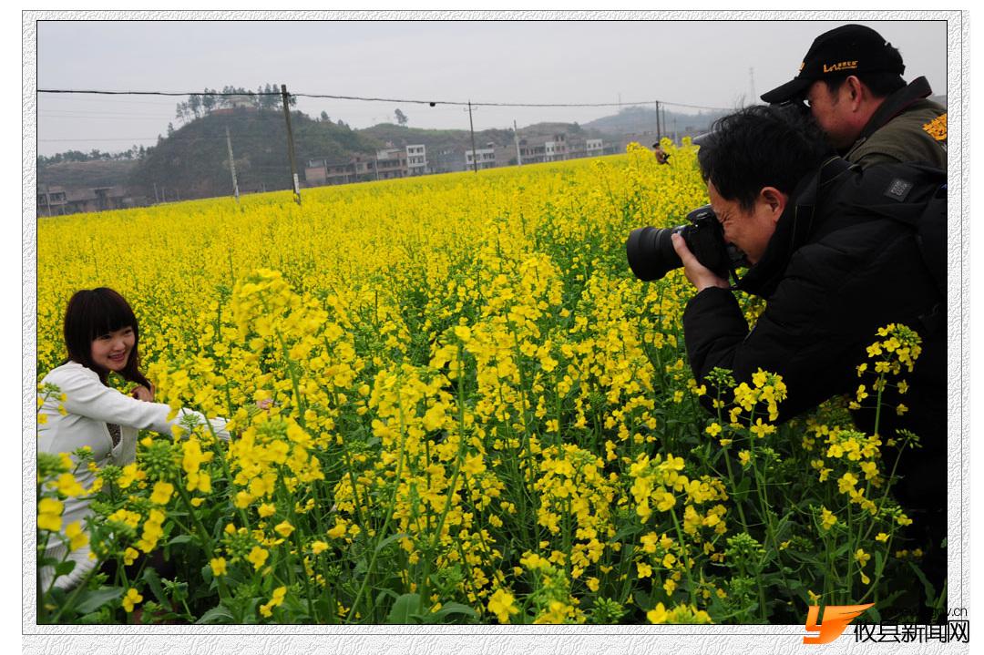 油菜花的视界