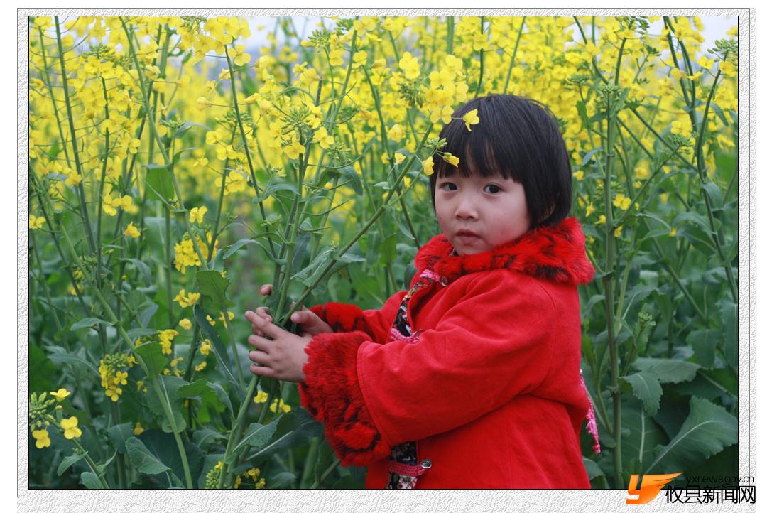 油菜花的视界