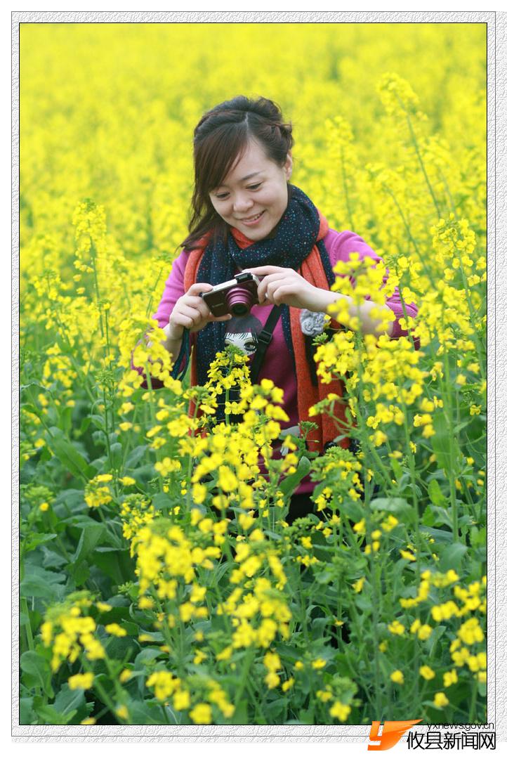 油菜花的视界