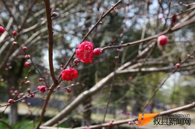 漫步攸县 找寻樱花