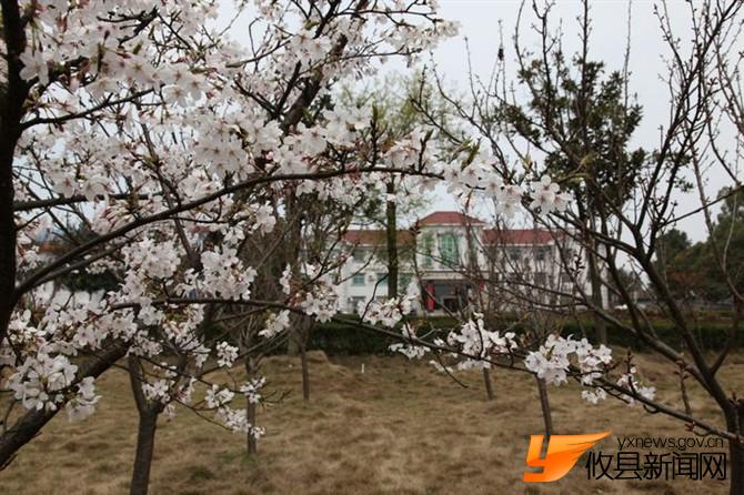 漫步攸县 找寻樱花
