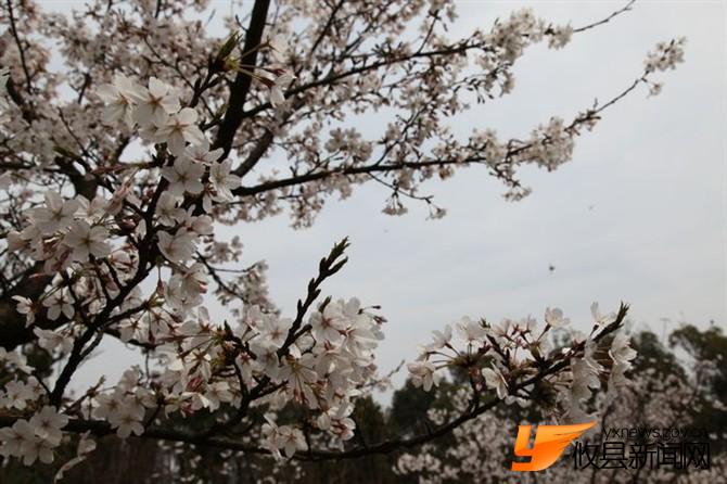 漫步攸县 找寻樱花