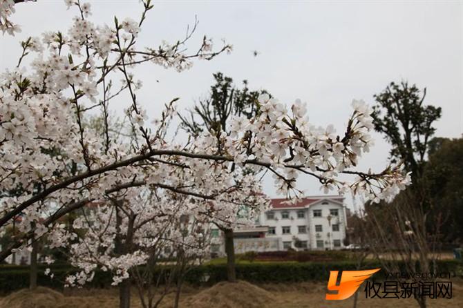 漫步攸县 找寻樱花