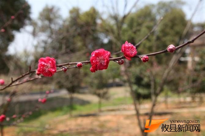 漫步攸县 找寻樱花