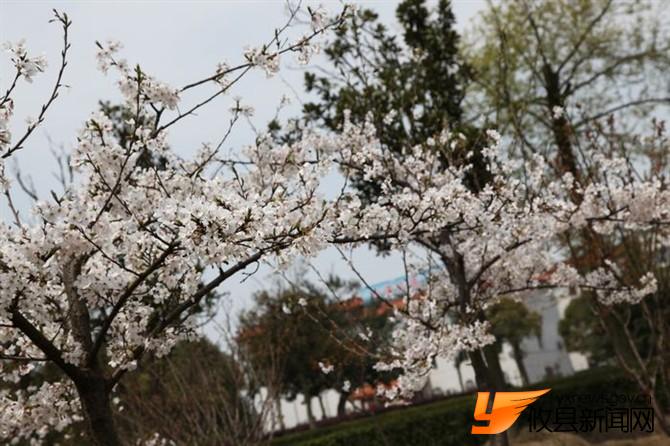 漫步攸县 找寻樱花