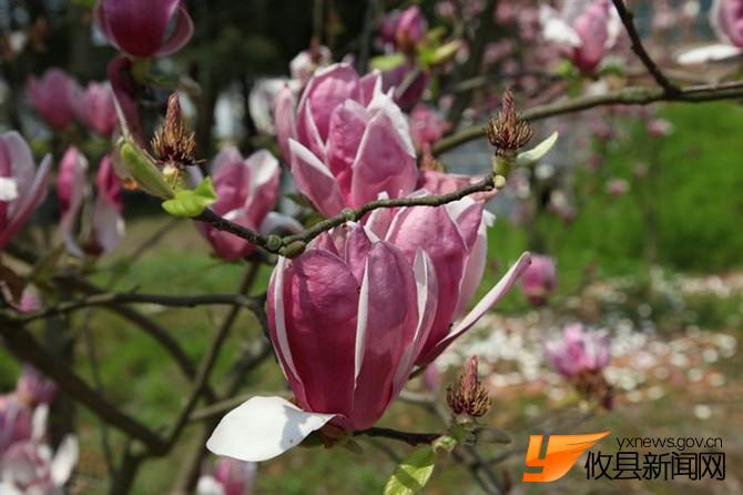 漫步攸县 找寻樱花