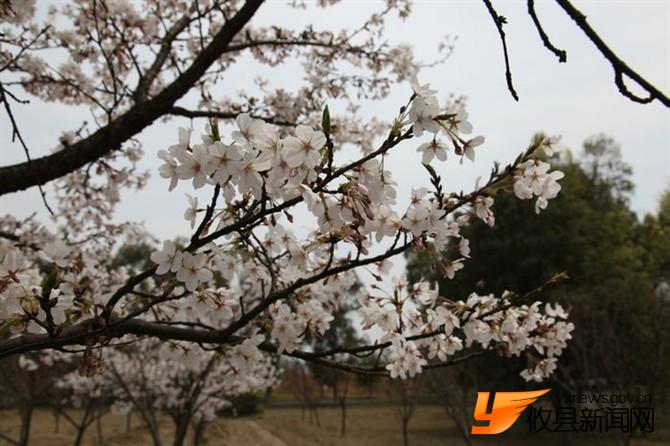 漫步攸县 找寻樱花